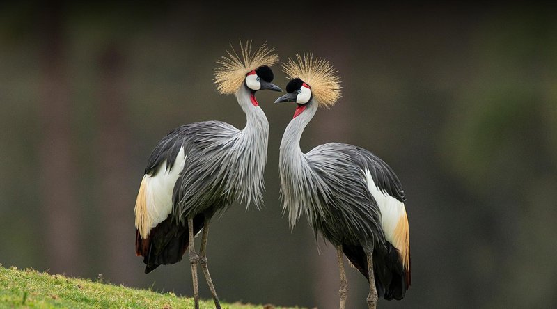 Top 10 Interesting Facts About The Crane