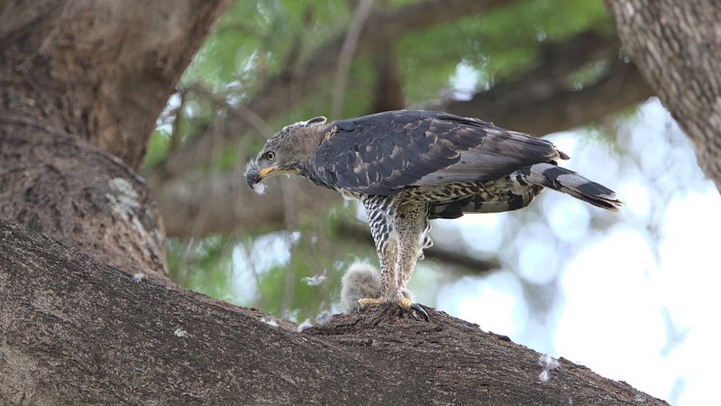 Top 10 Interesting Facts About The Crowned Eagle