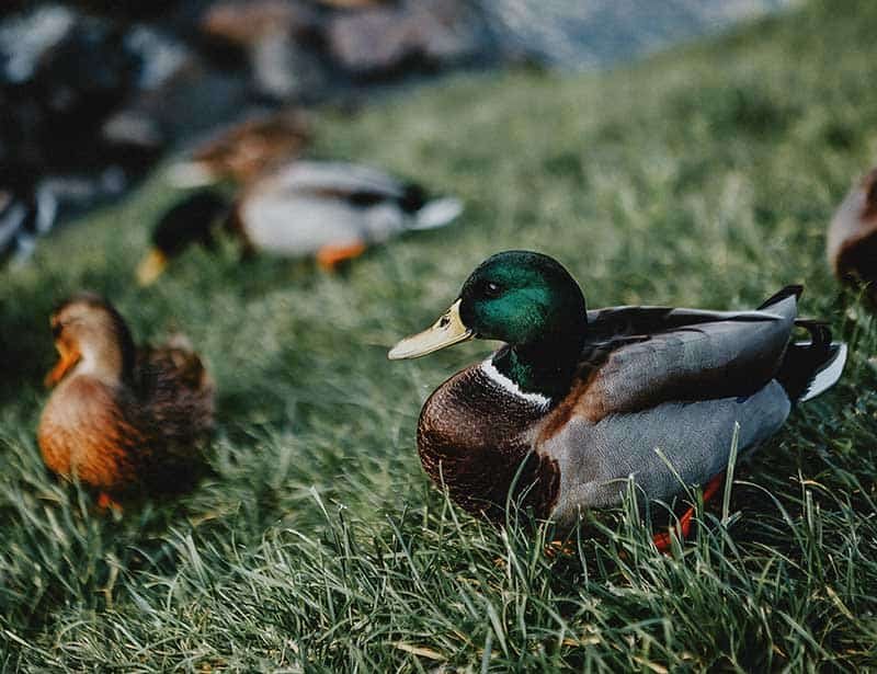 Top 10 Interesting Facts About The Duck