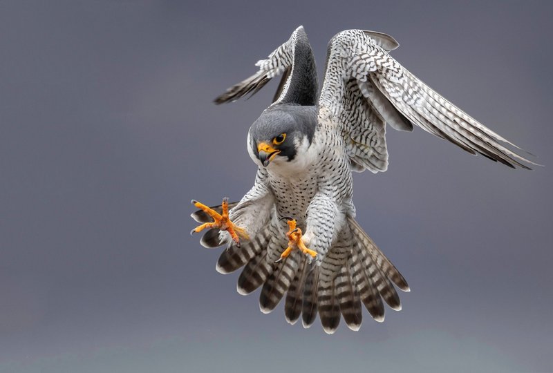 Top 10 Interesting Facts About The Falcon