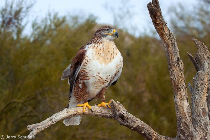 Top 10 Interesting Facts About The Ferruginous Hawk