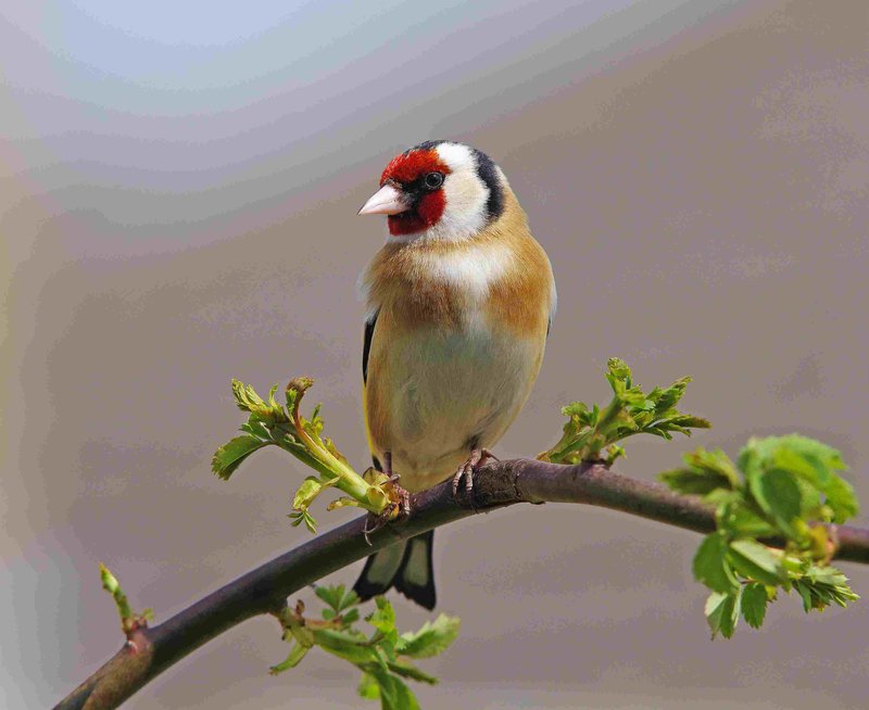 Top 10 Interesting Facts About The Finch
