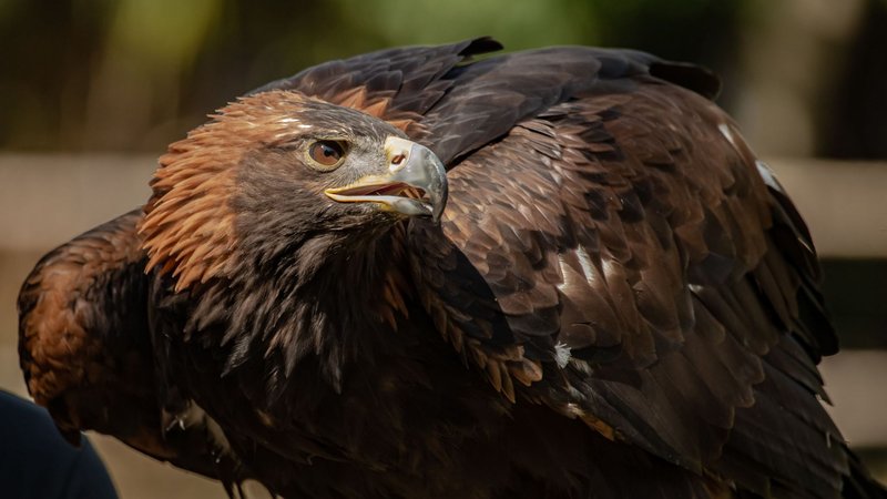 Top 10 Interesting Facts About The Golden Eagle