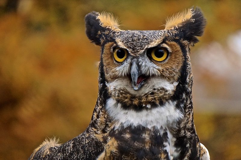 Top 10 Interesting Facts About The Great Horned Owl