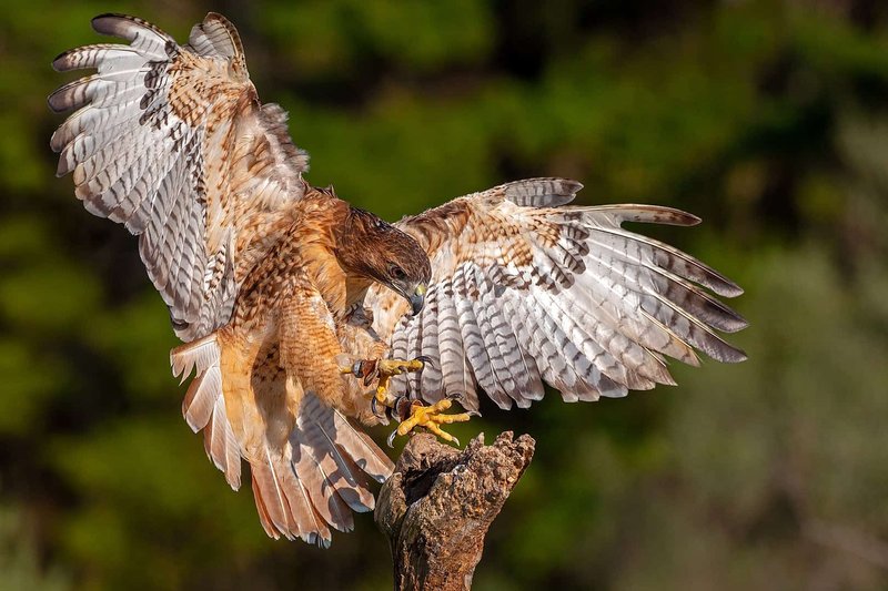 Top 10 Interesting Facts About The Hawk