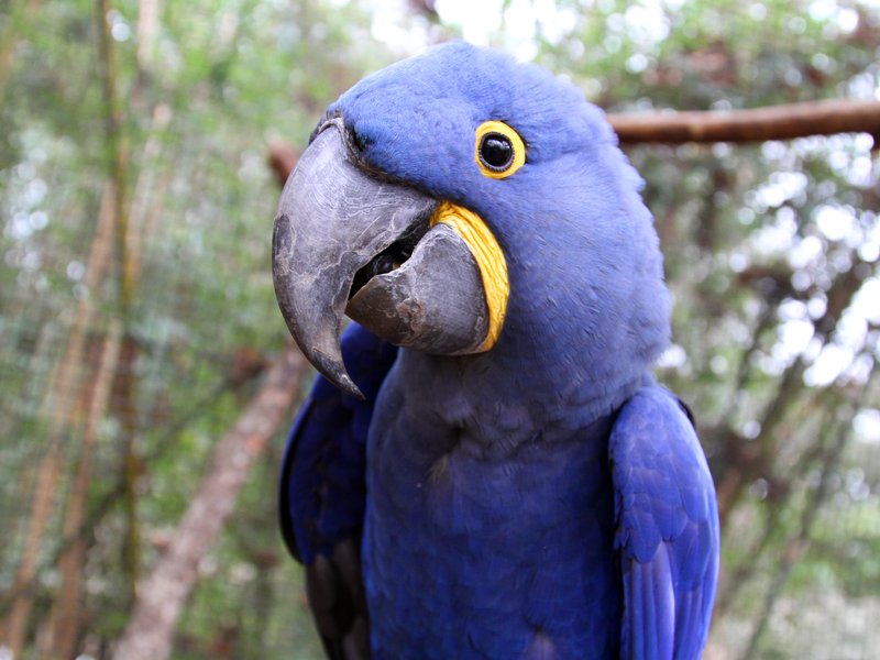 Top 10 Interesting Facts About The Hyacinth Macaw
