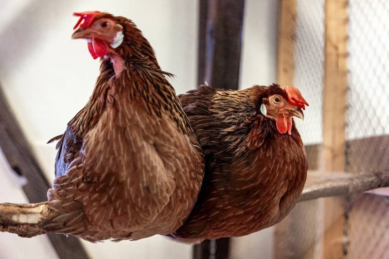 Top 10 Interesting Facts About The Leghorn
