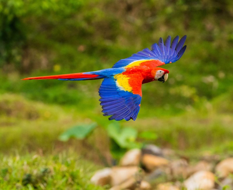 Top 10 Interesting Facts About The Macaw