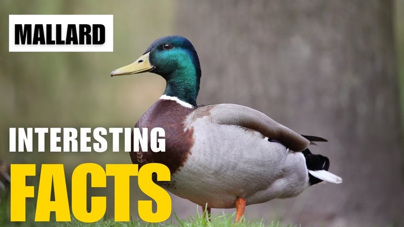Top 10 Interesting Facts About The Mallard
