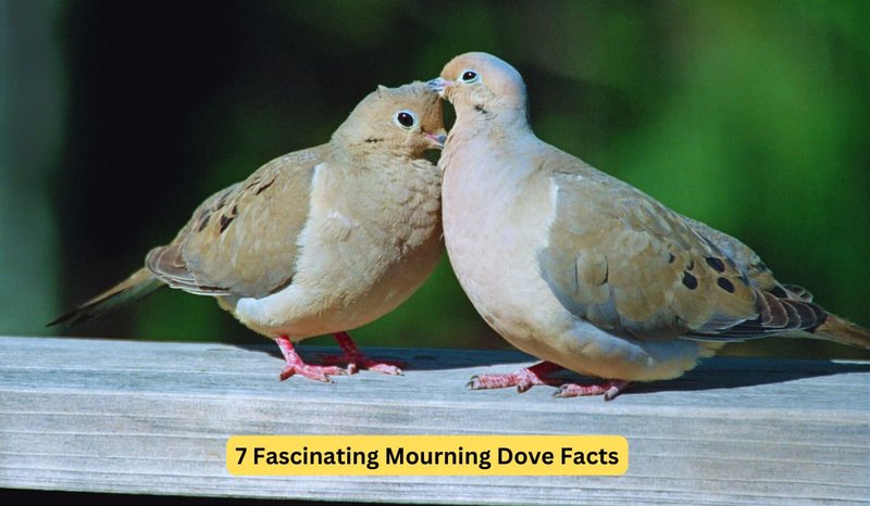 Top 10 Interesting Facts About The Mourning Dove