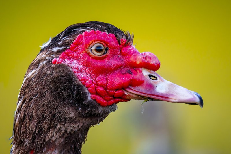 Top 10 Interesting Facts About The Muscovy Duck