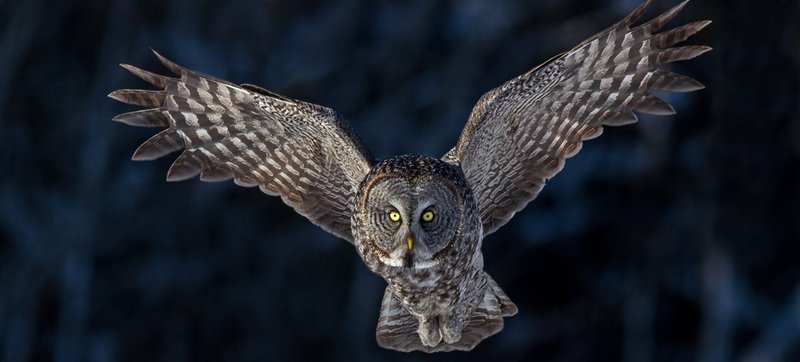 Top 10 Interesting Facts About The Owl