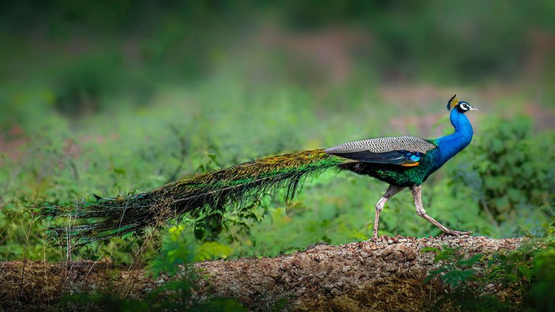 Top 10 Interesting Facts About The Peacock