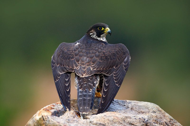 Top 10 Interesting Facts About The Peregrine Falcon