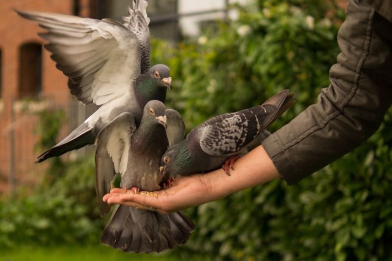 Top 10 Interesting Facts About The Pigeon