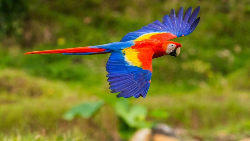 Top 10 Interesting Facts About The Scarlet Macaw