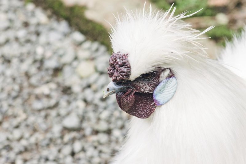 Top 10 Interesting Facts About The Silkie