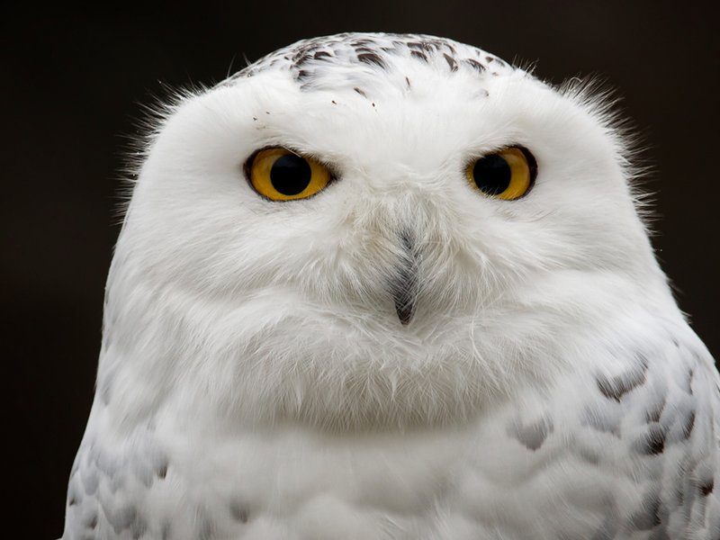 Top 10 Interesting Facts About The Snowy Owl
