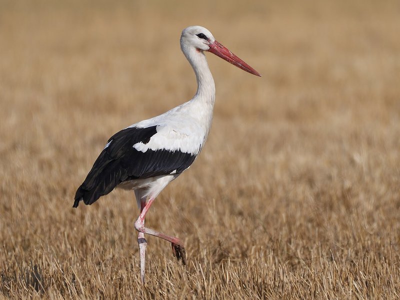 Top 10 Interesting Facts About The Stork