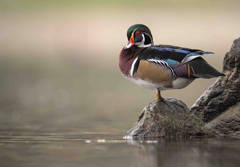Top 10 Interesting Facts About The Wood Duck