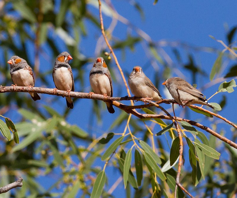 Top 10 Interesting Facts About The Zebra Finch