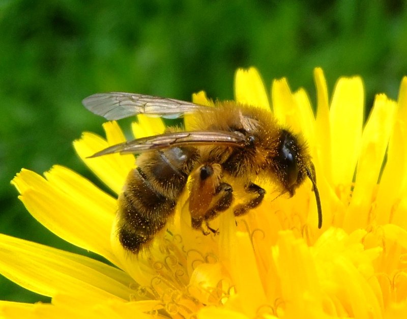 Top 10 Most Common Bee Species (With Pictures)