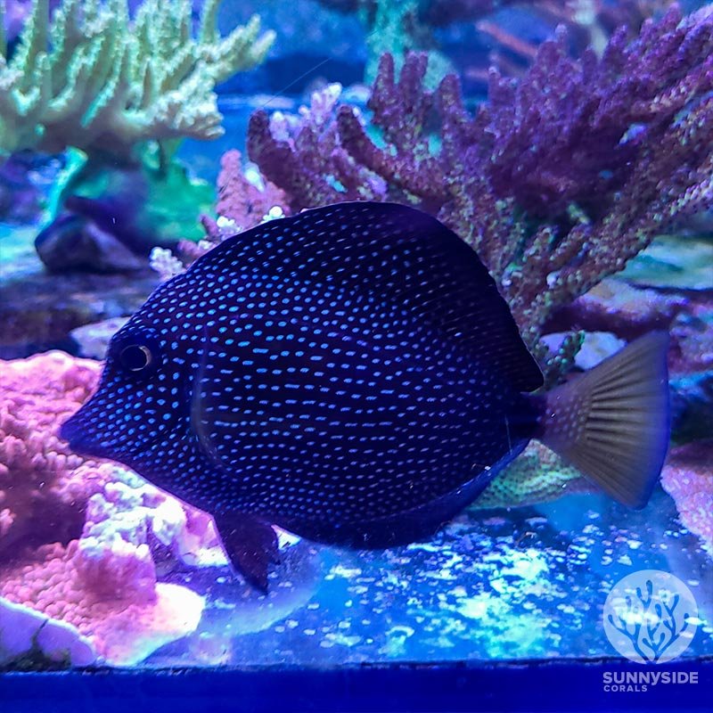 Top 10 Saltwater Fish For Beginner Aquarists