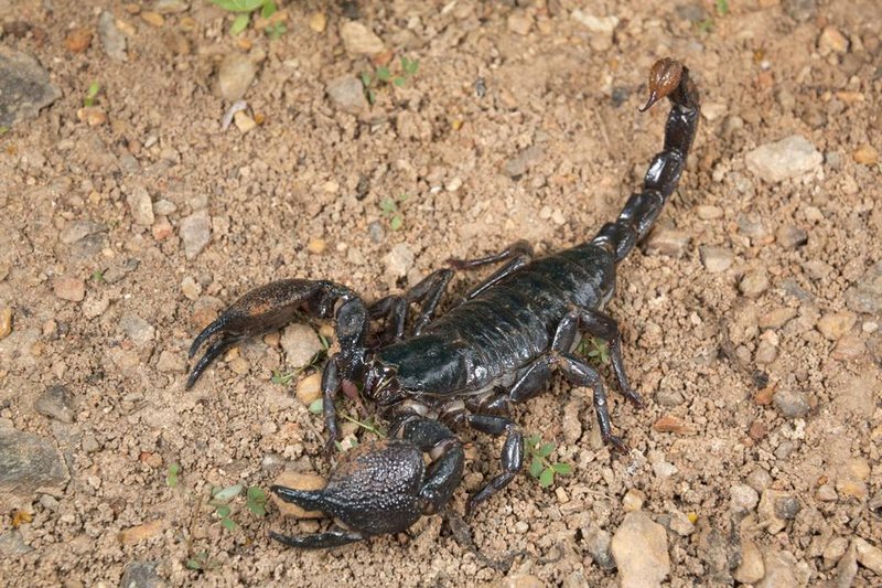 Top 10 Scorpion Species Kept As Pets