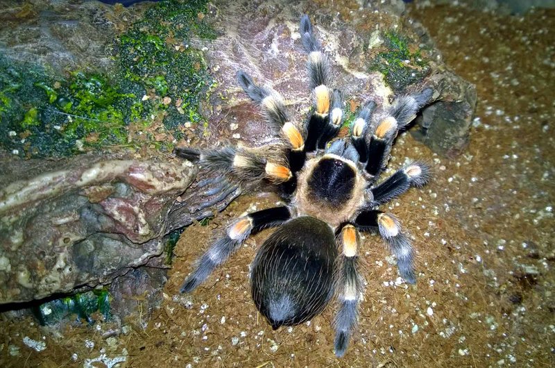 Top 10 Tarantulas For Beginners