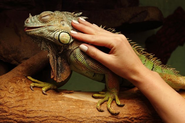 Top 5 Iguanas To Keep As Pets