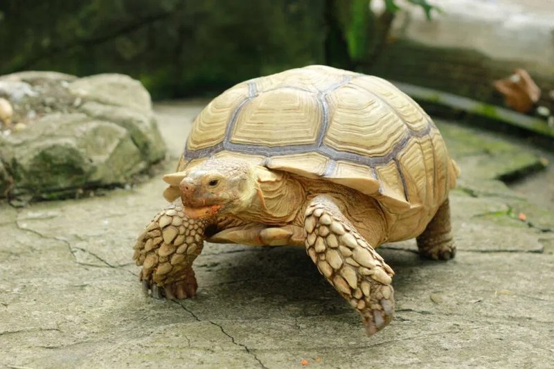 Top 5 Tortoise Species For Pet Owners