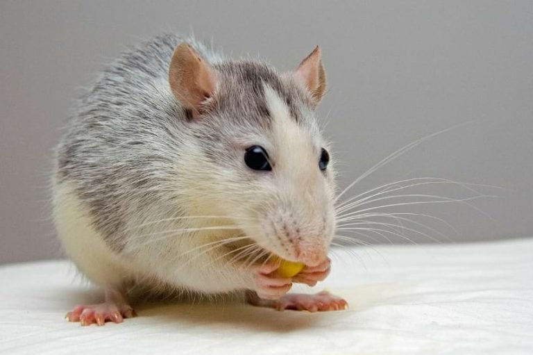 Top-Eared Rat Overview: Traits, Appearance, And Temperament