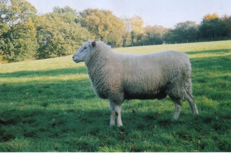 Top Sheep Breeds For Wool, Meat, And Milk