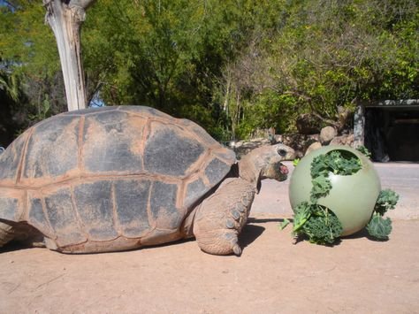 Tortoise Enrichment Ideas To Keep Them Active