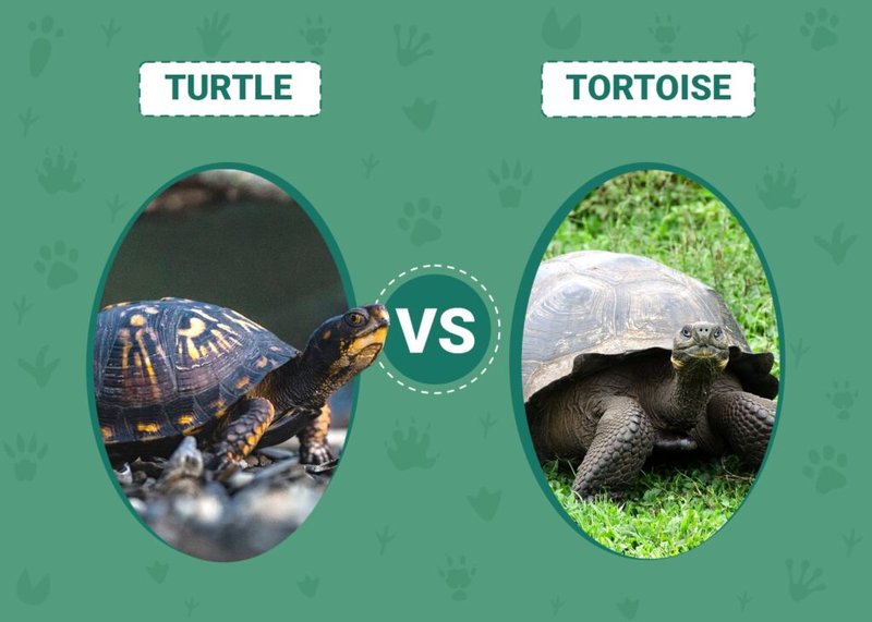 Tortoise Vs Turtle: What'S The Difference?