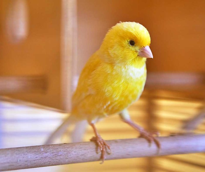 Training A Canary To Perch Or Return To Its Cage