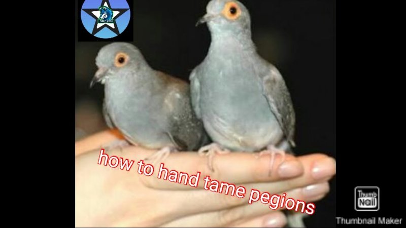 Training Your Dove To Be Hand-Tame And Friendly