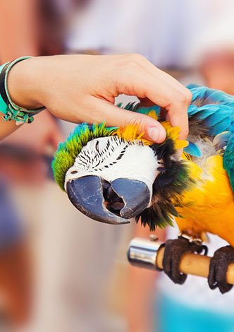 Training Your Macaw: Step-Up, Recall, And Tricks