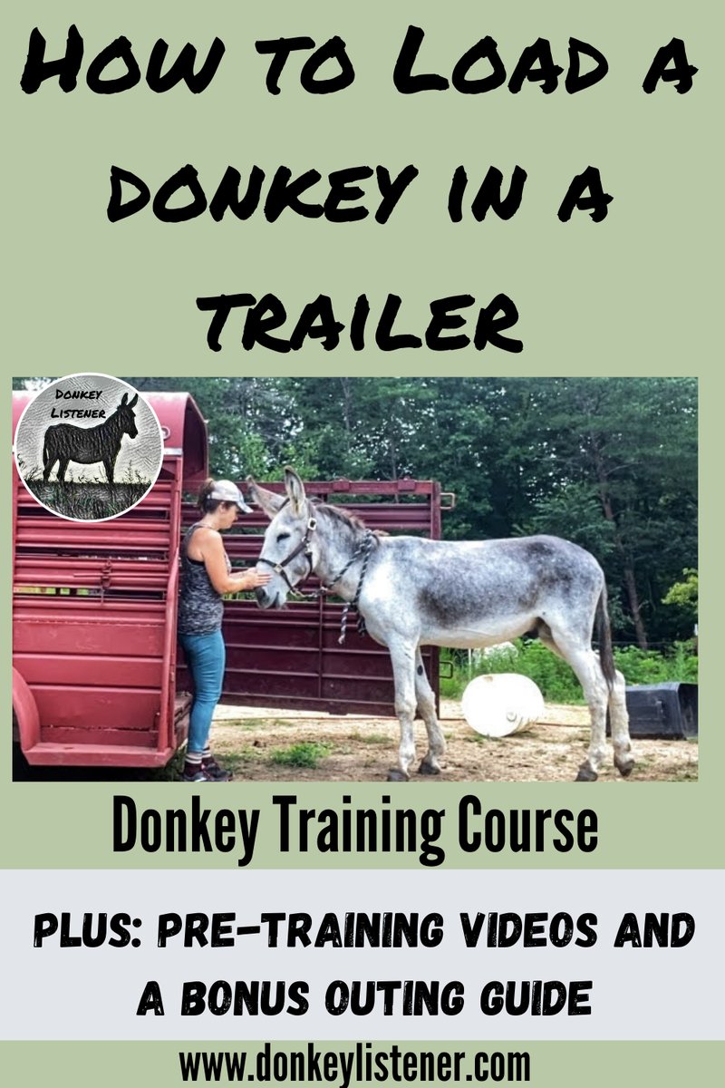 Transporting Donkeys Safely: Trailers And Travel Tips