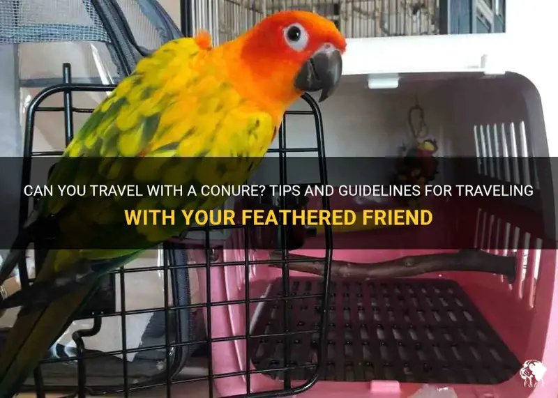 Traveling With A Conure: Safety Tips And Essentials
