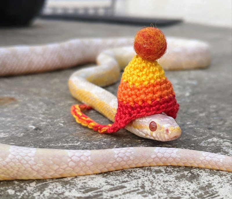 Traveling With A Corn Snake: Tips For Transport