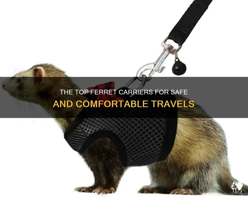 Traveling With A Ferret: Carriers And Safety Tips