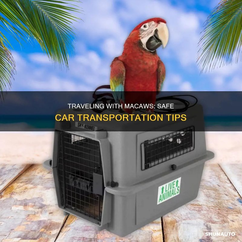 Traveling With A Macaw: Safety And Tips