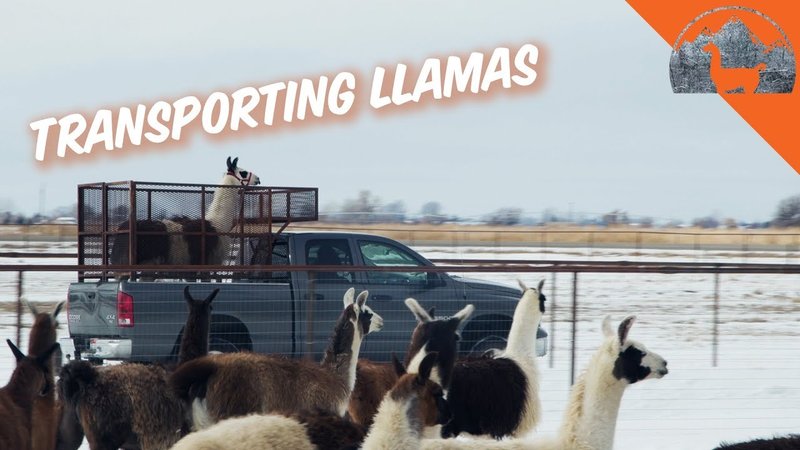 Traveling With Llamas: Safety And Transportation Tips