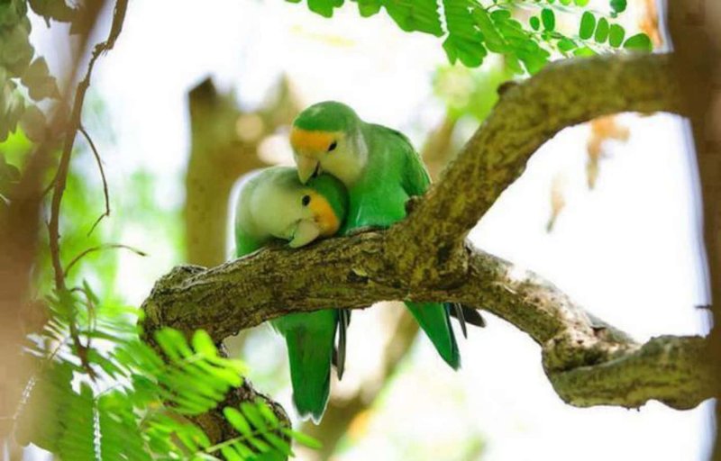 Traveling With Lovebirds: Safety And Comfort Tips