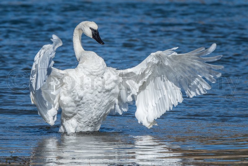 Trumpeter Swan