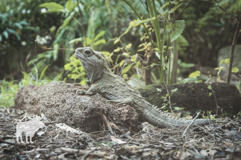 Tuatara