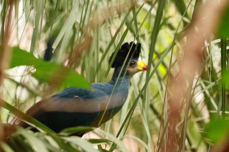 Turaco