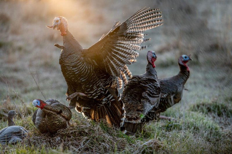 Turkey Behavior Explained: Social Habits And Communication