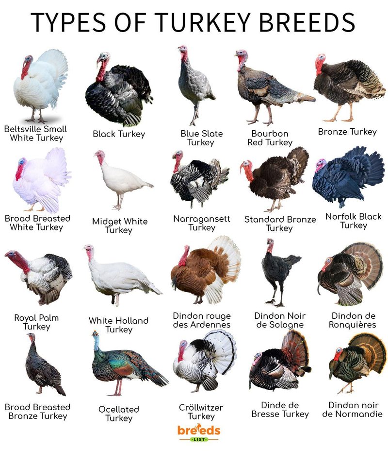 Turkey Breeds: Most Popular Varieties For Pets Or Farming